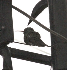 Cynanthus latirostris