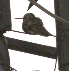 Cynanthus latirostris