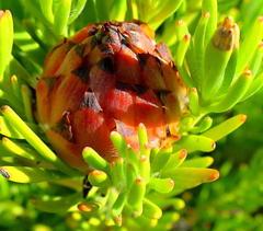 Leucadendron dregei