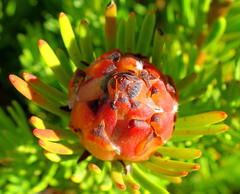 Leucadendron dregei