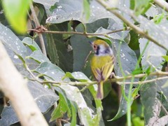 Myiornis auricularis