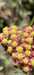 Anthophila