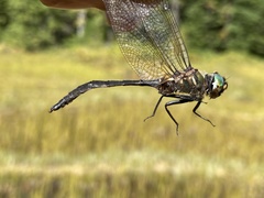 Somatochlora brevicincta