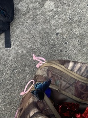 Limenitis arthemis astyanax