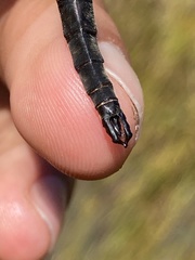 Somatochlora brevicincta