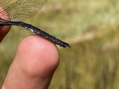 Somatochlora brevicincta