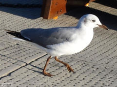 Chroicocephalus cirrocephalus poiocephalus