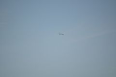 Ardea herodias fannini