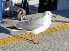 Chroicocephalus cirrocephalus poiocephalus