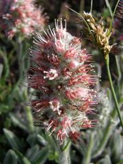 Echiostachys ecklonianus