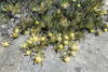 Arid Conebushes - Photo (c) Corinne Merry, some rights reserved (CC BY-NC-ND), uploaded by Corinne Merry