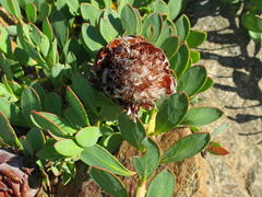 Protea venusta