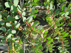 Protea venusta