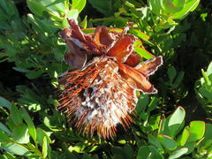 Protea venusta