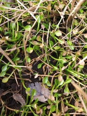 Ranunculus hydrophilus