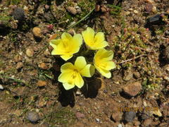 Moraea luteoalba