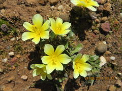 Moraea luteoalba
