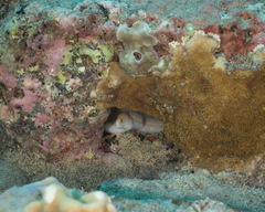 Gymnothorax melatremus
