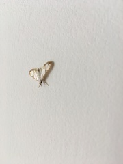 Cirrhochrista kosemponialis