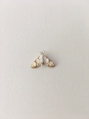 Cirrhochrista kosemponialis