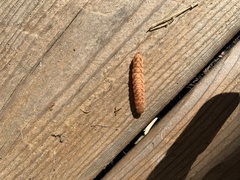 Drepana bilineata