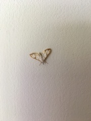 Cirrhochrista kosemponialis