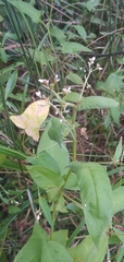 Persicaria arifolia