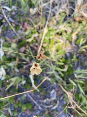 Erythronium montanum