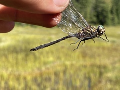 Somatochlora brevicincta