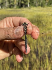Somatochlora brevicincta