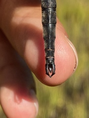 Somatochlora brevicincta