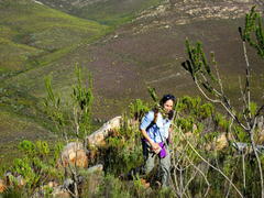 Aspalathus sceptrum-aureum