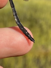 Somatochlora brevicincta