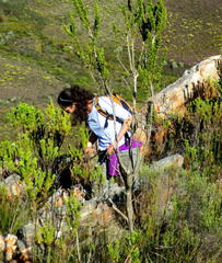 Aspalathus sceptrum-aureum