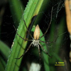 Euprosthenops
