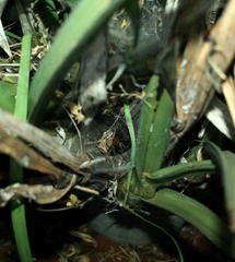 Euprosthenops