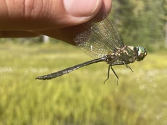 Somatochlora brevicincta