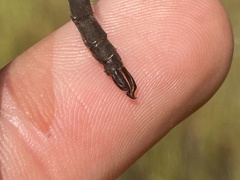 Somatochlora brevicincta