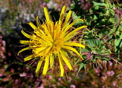 Berkheya cruciata cruciata
