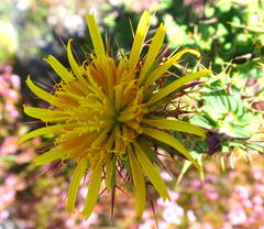 Berkheya cruciata cruciata