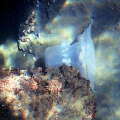 Rhizostomatidae