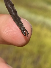 Somatochlora brevicincta