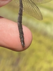 Somatochlora brevicincta