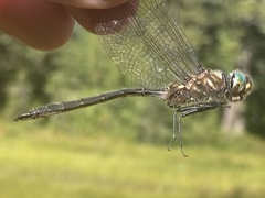 Somatochlora brevicincta