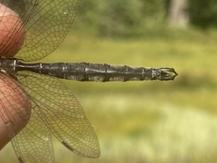 Somatochlora brevicincta