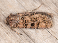 Euxoa terrenus