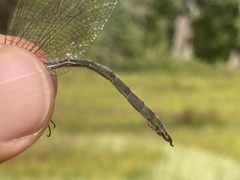 Somatochlora brevicincta