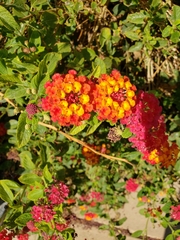 Lantana