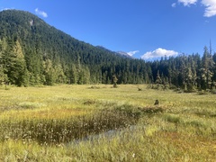 Somatochlora brevicincta