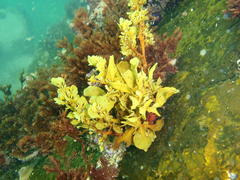 Sargassum incisifolium